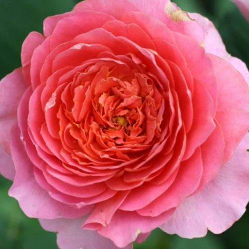 Gärtnerei - Rosa Amandine Chanel™ - rosa - nostalgische rosen - diskret duftend - Dominique Massad - -